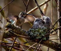 Anna's hummingbird