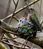 Anna's Hummingbird