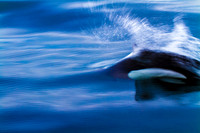 Dall porpoise