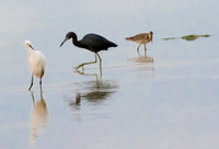 Florida waders
