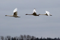 Trumpeter swan formation