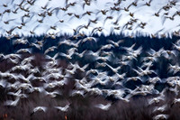 Snow geese