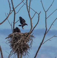 Bald eagle test hop