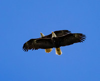 Double eagles