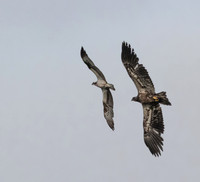 Osprey and juv eagle dogfight