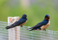 Barn swallow
