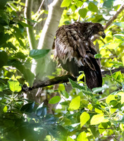 Juv eagle
