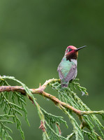 Anna's hummingbird