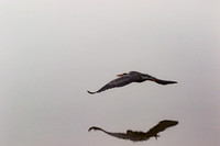 Great blue heron