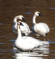 Trumpeter swans