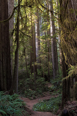 Redwood grove
