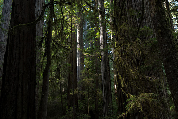 Redwood grove ii