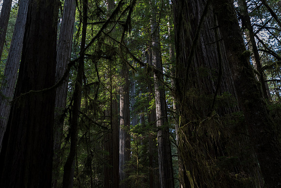 Redwood grove iiI