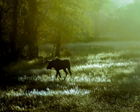 Pastoral moment