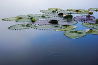 Giverny Alaska
