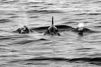Bottlenose buddies