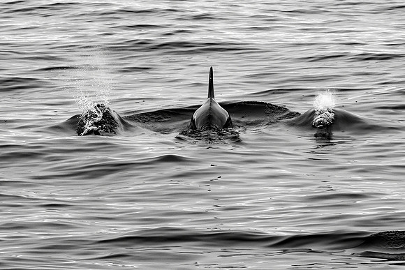 Bottlenose buddies