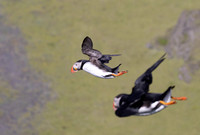 updraft frolic