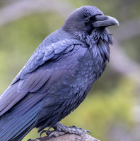 Raven, Yellowstone