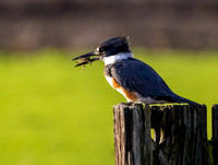 Belted kingfisher