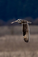 Short eared owl, Skagit County, WA