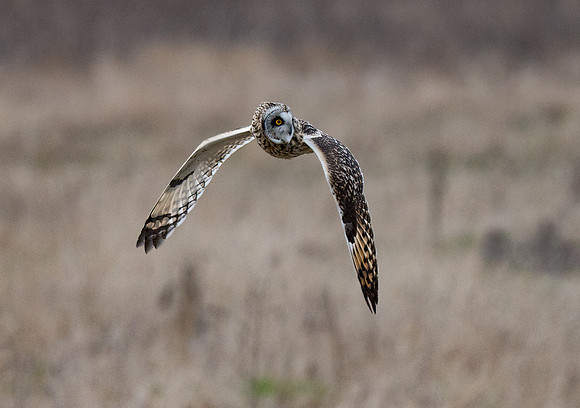 Short eared owl, Skagit County, WA