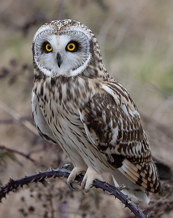 Short eared owl, Skagit County, WA