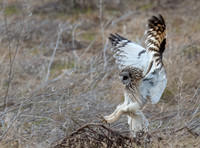 Short eared owl, Skagit County, WA