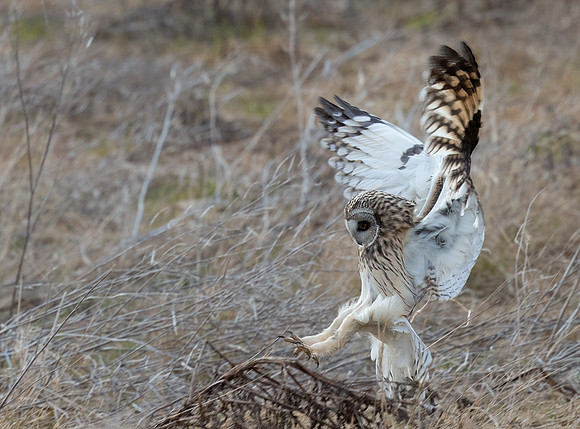Short eared owl, Skagit County, WA