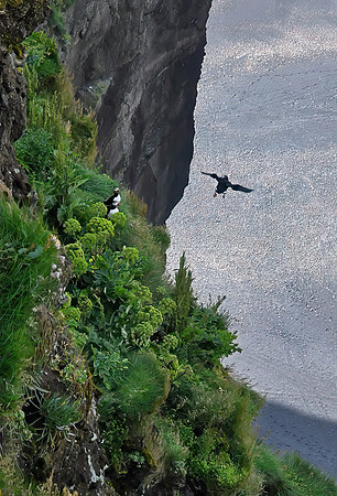 Atlantic puffins